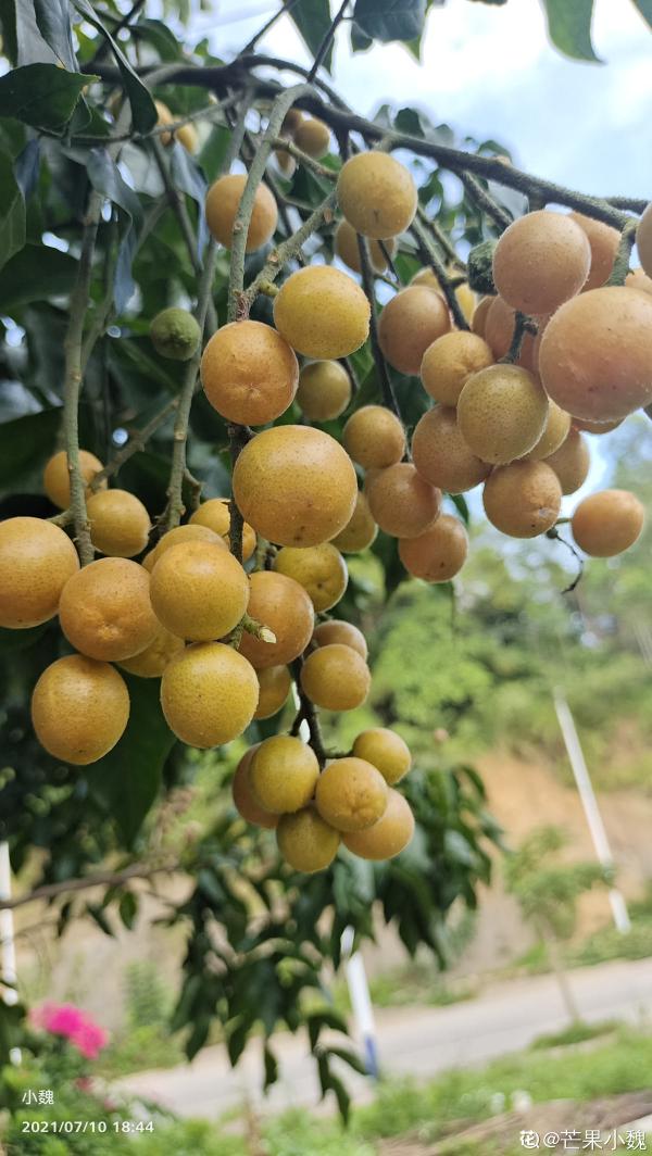 南方常見的黃皮果,妥妥的“黃水晶”,咬一口直流口水 南方常見的黃皮果,妥妥的“黃水晶”,咬一口直流口水