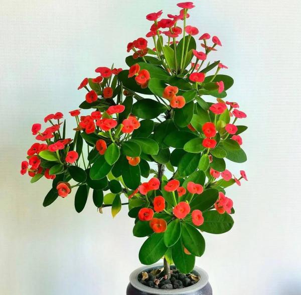 6種&OpenCurlyDoubleQuote;增值花&rdquo;，丟牆角不管它，也能長成&OpenCurlyDoubleQuote;花大樹&rdquo;，越養越富