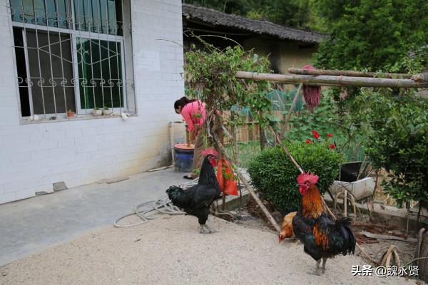 兩個媽媽一個79歲一個88歲，50歲農婦留守深山盡孝，還種地養豬