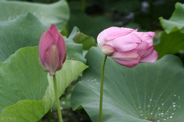 東方文學《觀雨賞荷，風乾露枝留殘香，誰人為此建暖房》