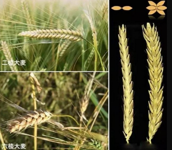 40多年前的“奢侈品”麥乳精風靡全國，它從哪來？為何消失了？