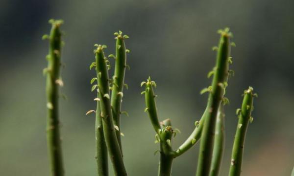 六種帶&OpenCurlyDoubleQuote;毒&rdquo;的花，家裡經常養，越漂亮毒性越大，你養過幾種？