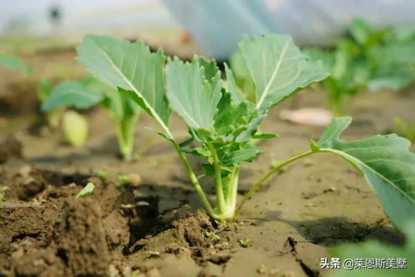 衣錦還鄉 | 有天有地有院墅,在這裡盡享三代人的幸福生活 衣錦還鄉 | 有天有地有院墅,在這裡盡享三代人的幸福生活