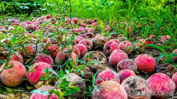 水果今年預計又會出現滯銷情況，到底是什麼原因引起的呢？