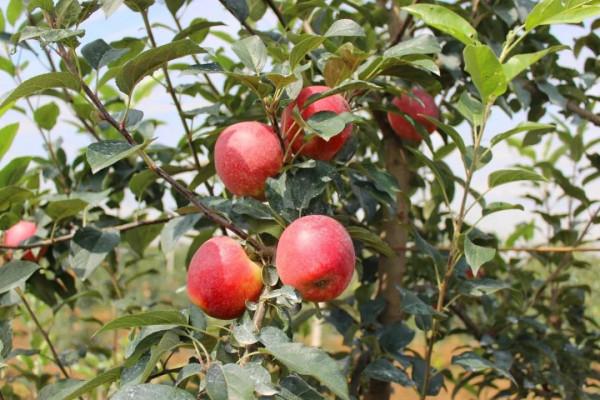 蘋果一套一摘一年損耗1000多億,山東果農免套袋增產20%,咋實現 蘋果一套一摘一年損耗1000多億,山東果農免套袋增產20%,咋實現