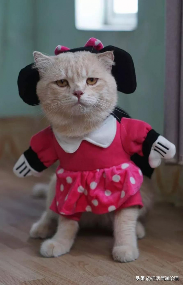 為啥叫貓“主子”？看了他的臉你就明白了