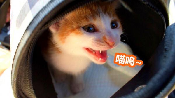 為什麼養過貓的人，都不建議養母貓呢？6個原因太戳心了