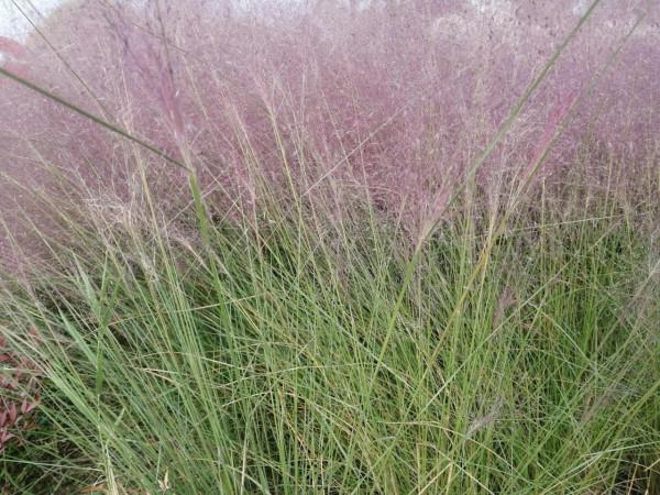 紅草與黃鴨大灰鵝 紅草與黃鴨大灰鵝