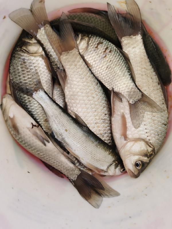 回顧近期垂釣經歷,總結經驗以利再戰 回顧近期垂釣經歷,總結經驗以利再戰