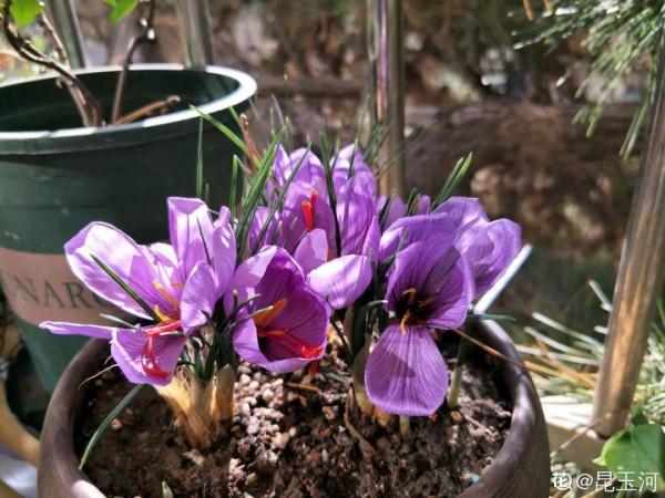 上千塊一斤的花，自己在家也能養開花，花絲泡水特養人