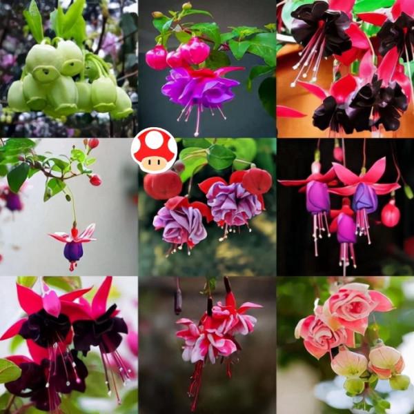 家裡光線差，就養17種“陰性花”，漂亮有格調，貴氣又吉利