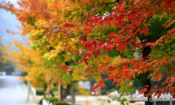 2021好幸運，和你在昌平走過春夏秋冬