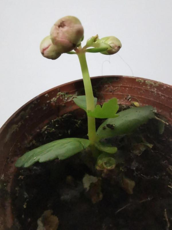 新入手的長壽花