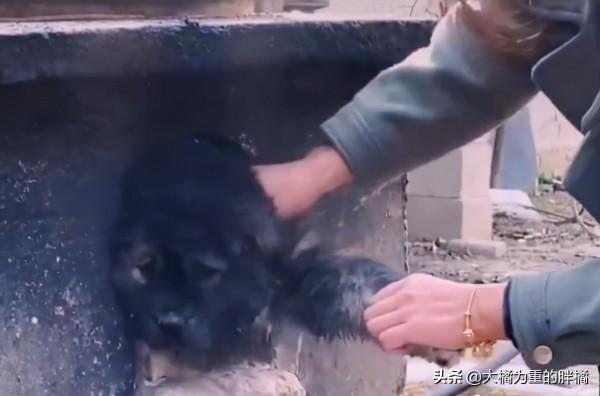 小狗鑽進“灶坑”取暖,不給貓咪留位置,主人拿它沒轍,扯不出來 小狗鑽進“灶坑”取暖,不給貓咪留位置,主人拿它沒轍,扯不出來