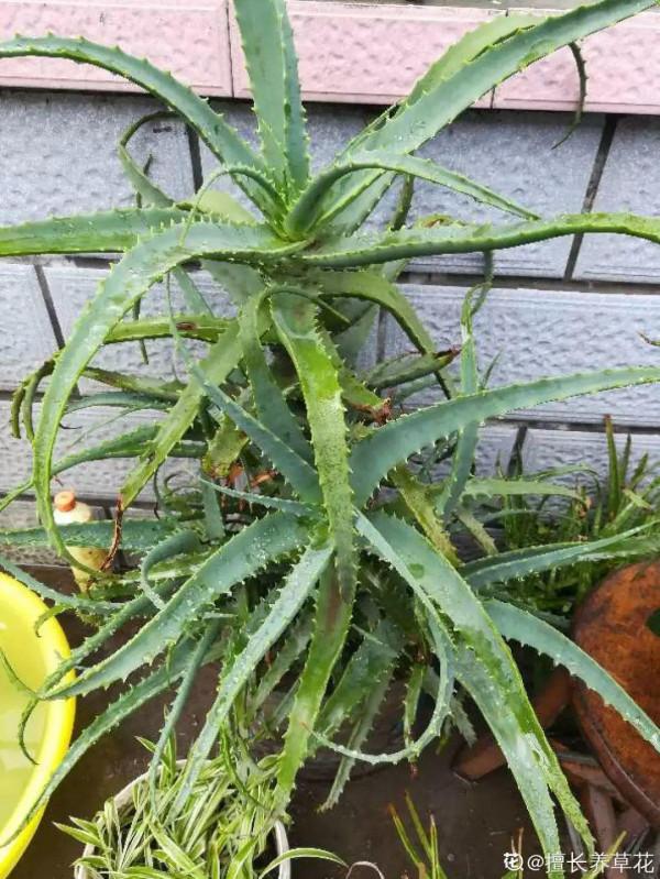 人養花,花也養人,這15種花,越養家裡越乾淨 人養花,花也養人,這15種花,越養家裡越乾淨