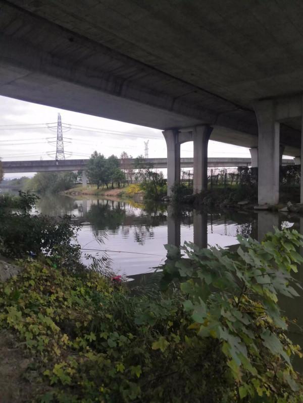 英雄河橋底探釣大板鯽