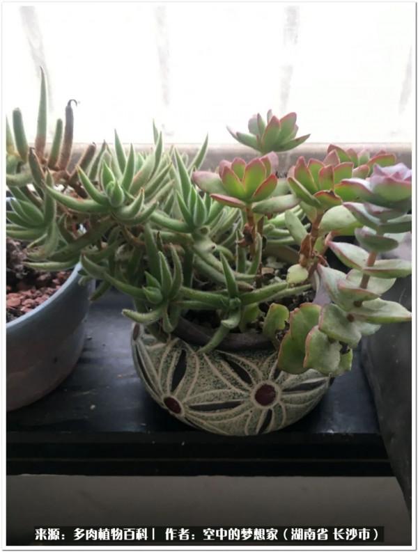 北陽臺黨，也有個多肉花園夢