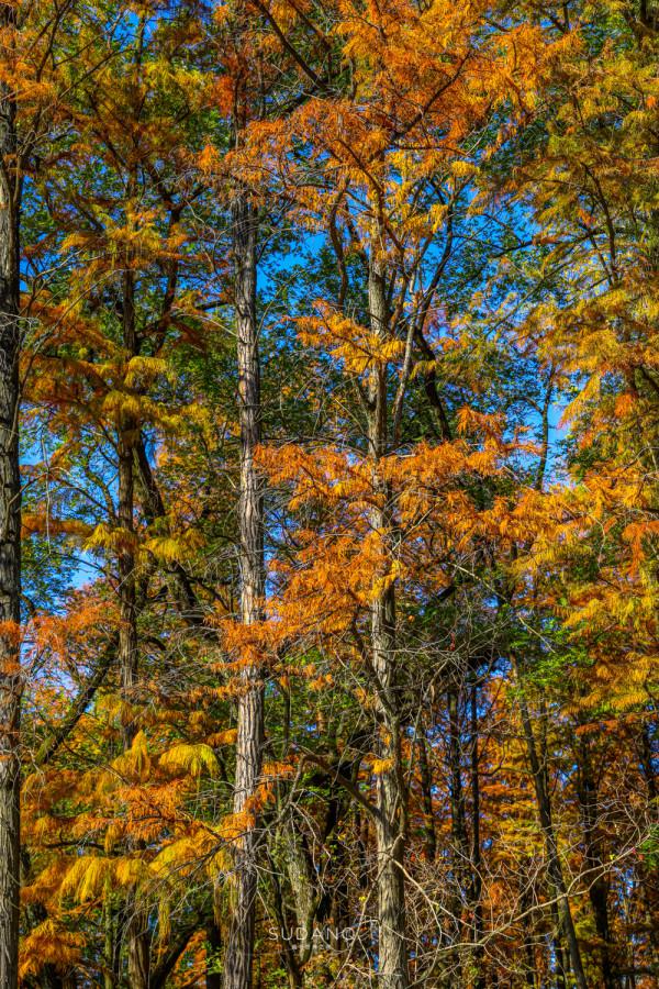 武漢人究竟多愜意?46萬平方米的城市公園猶如森林一般,景色醉人 武漢人究竟多愜意?46萬平方米的城市公園猶如森林一般,景色醉人