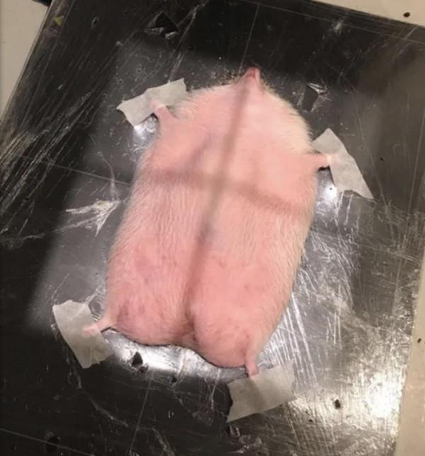 30張圖看奇妙世界，荷蘭街頭另類建築，女子用舌頭停風扇