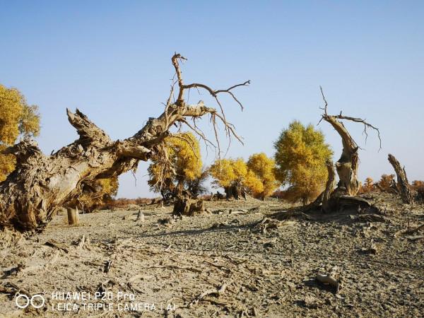 曾經無條件地拜倒在胡楊林的“腳”下