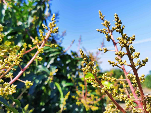 吃了一輩子的水果，還沒見過開花是什麼樣，你見過幾種