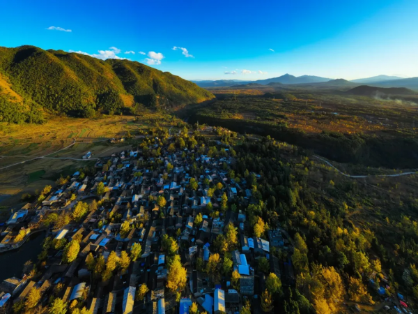 雲南騰衝丨銀杏村“換裝”時節葉正黃