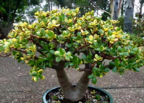 &OpenCurlyDoubleQuote;懶人&rdquo;就養這10種花，一個月不澆水也死不了，多曬少管更健壯