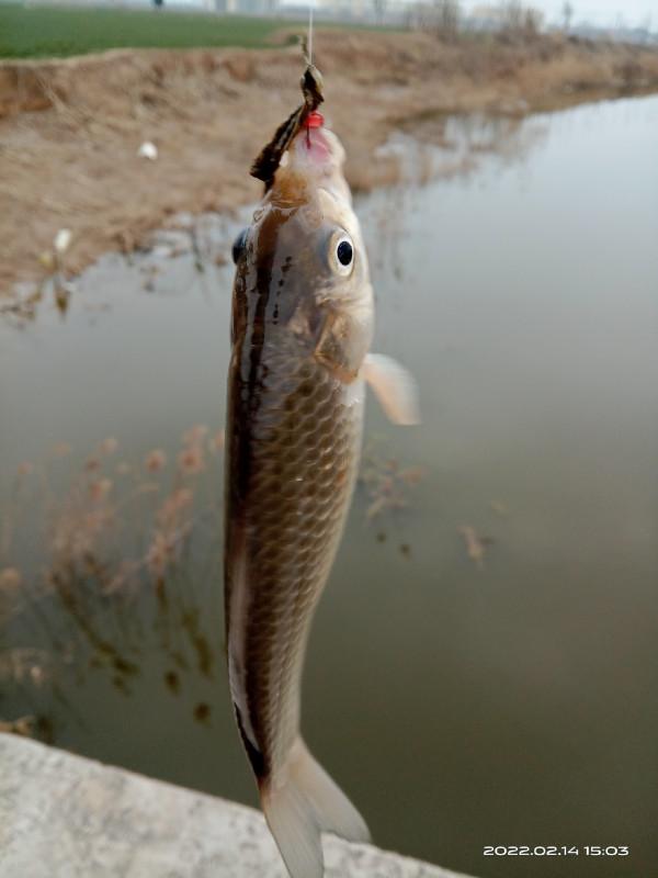 都說降溫不適合釣魚，真的是這樣嗎？