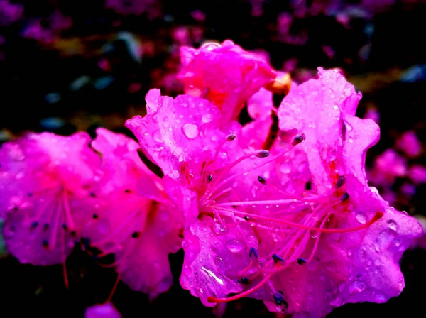 北京喇叭溝原始森林景區將於11月8號閉園 來年4月我們相約杜鵑花海 北京喇叭溝原始森林景區將於11月8號閉園 來年4月我們相約杜鵑花海