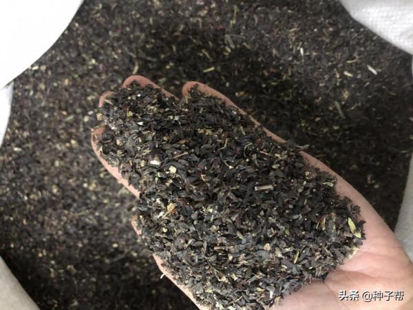 養鵝如何提高效益？這個菜鵝愛吃，柔嫩多汁，畝產6~8噸，效益好