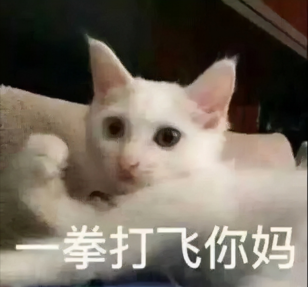 喵星人可愛表情包來了