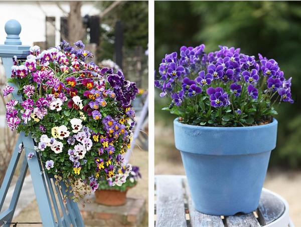學會三色堇的種植方法，養出一院子的“彩虹花”，指日可待