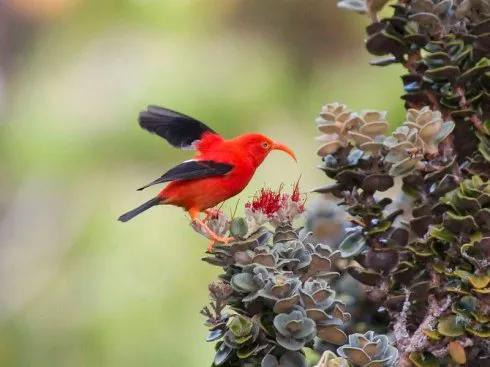 100幅美麗的鳥圖欣賞