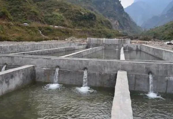 瘦身魚養殖現狀問題及關鍵技術：瘦身養殖是結果而不是養殖方式