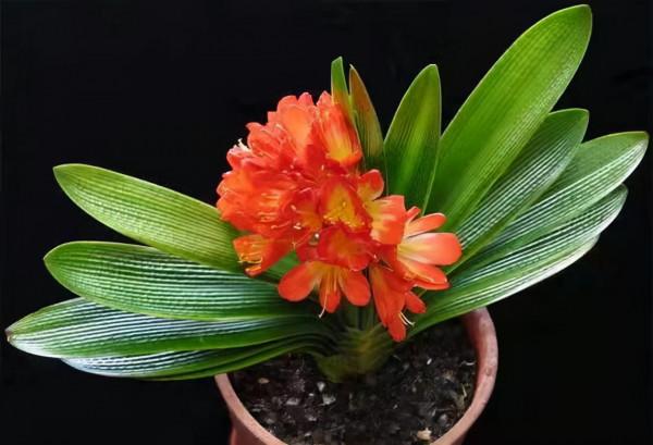 馬上就要過年了,還在為買什麼年宵花發愁嗎?推薦36種供你參考 馬上就要過年了,還在為買什麼年宵花發愁嗎?推薦36種供你參考