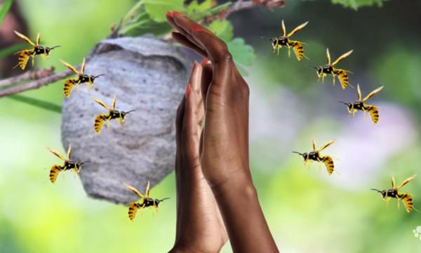 你根本跑不過馬蜂!這樣惹它的話,可能會送死 你根本跑不過馬蜂!這樣惹它的話,可能會送死