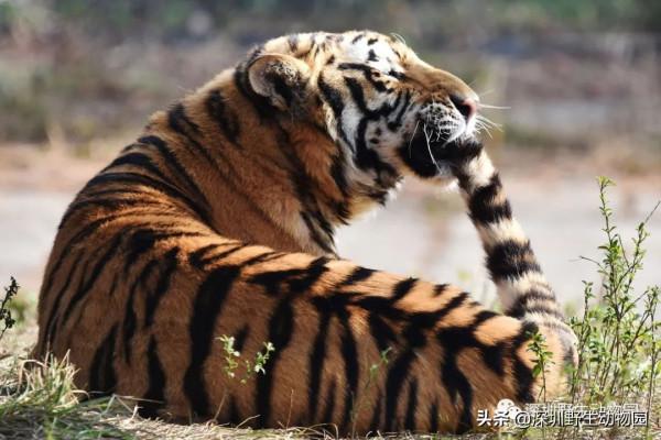 福虎開心驛站「 i 老虎 you」