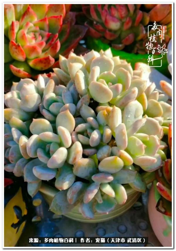 人生紛亂奈我幾何，與多肉相伴度年華