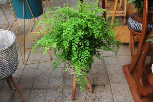 冬季陽光溫和,但這8種喜陰花不一定需要,區別對待才是正確做法 冬季陽光溫和,但這8種喜陰花不一定需要,區別對待才是正確做法