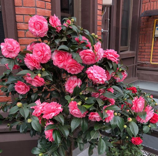 8種常見花，天生喜&OpenCurlyDoubleQuote;醋水&rdquo;，一月一杯醋，營養旺，開花棒