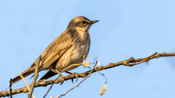 「山西鳥類圖鑑」| 紅尾鶇