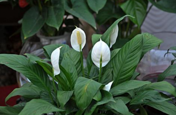 家庭養花養不好?如果記住3句“口訣”,新手養花都沒難度 家庭養花養不好?如果記住3句“口訣”,新手養花都沒難度