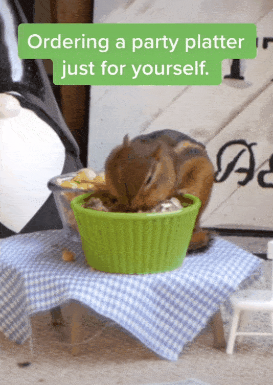 貓咪當店長,松鼠小鳥是食客,美國這個露天迷你咖啡店,太萌了 貓咪當店長,松鼠小鳥是食客,美國這個露天迷你咖啡店,太萌了