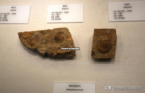 貴州地質博物館內的那些珍惜礦石（化石）、寶石你最喜歡那一塊？