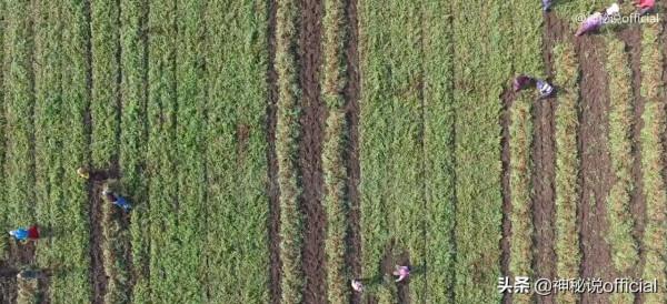 60年一個輪迴，五年後迎來“赤馬紅羊浩劫”，2026會發生什麼？