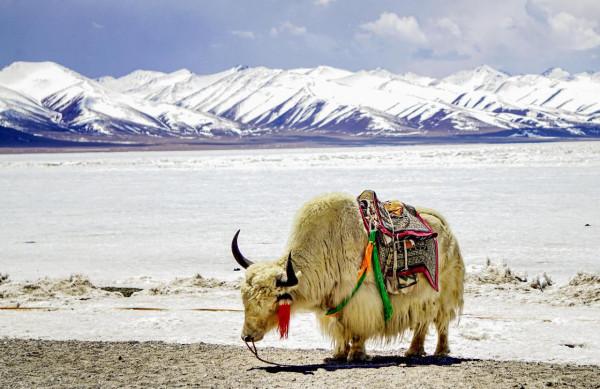 人少景美還省錢，為何說冬天的西藏，一點也不輸東北雪鄉