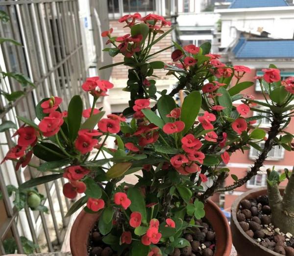 人養花,花亦養人!家居盆花20種,漂亮又實用,總有一款你喜歡 人養花,花亦養人!家居盆花20種,漂亮又實用,總有一款你喜歡