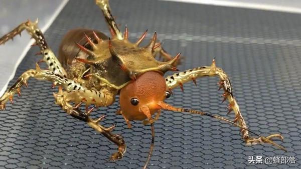 農村生態越來越好，為啥很多過去常見的蟲子卻越來越少？3個原因