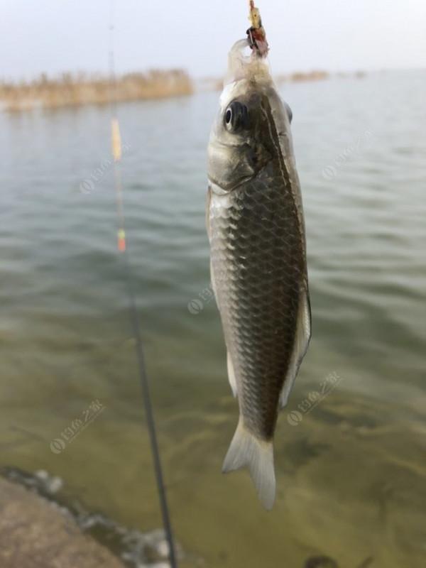 2021垂釣日誌之80，成子湖釣大水面沒想到魚口這麼瘋