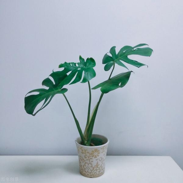 客廳層次感太弱？養這6種綠植試試，大氣又立體，幸福感倍增